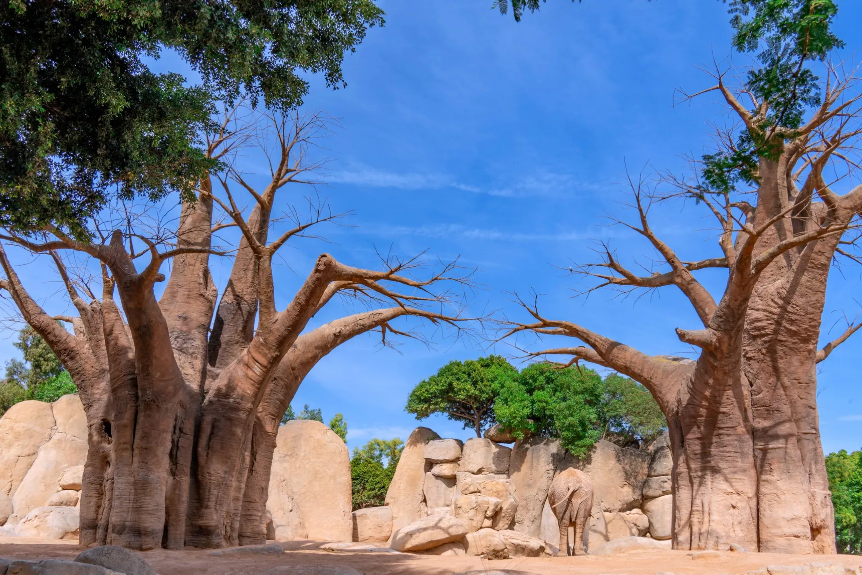 The baobabs at the Bioparc