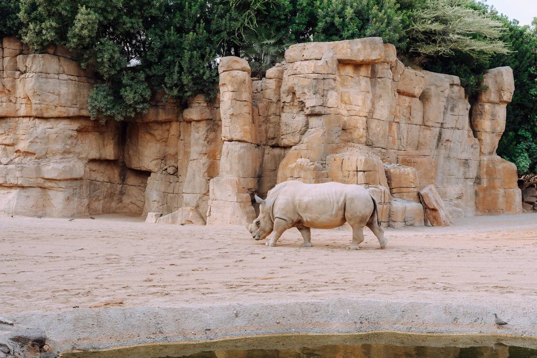 A white rhinoceros at the Bioparc